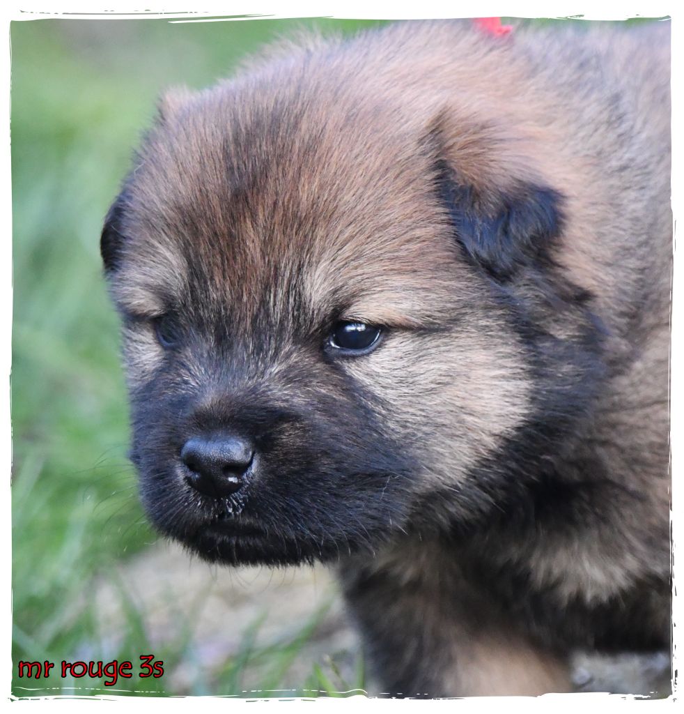 des Legendes de Retz - Chiots disponibles - Eurasier