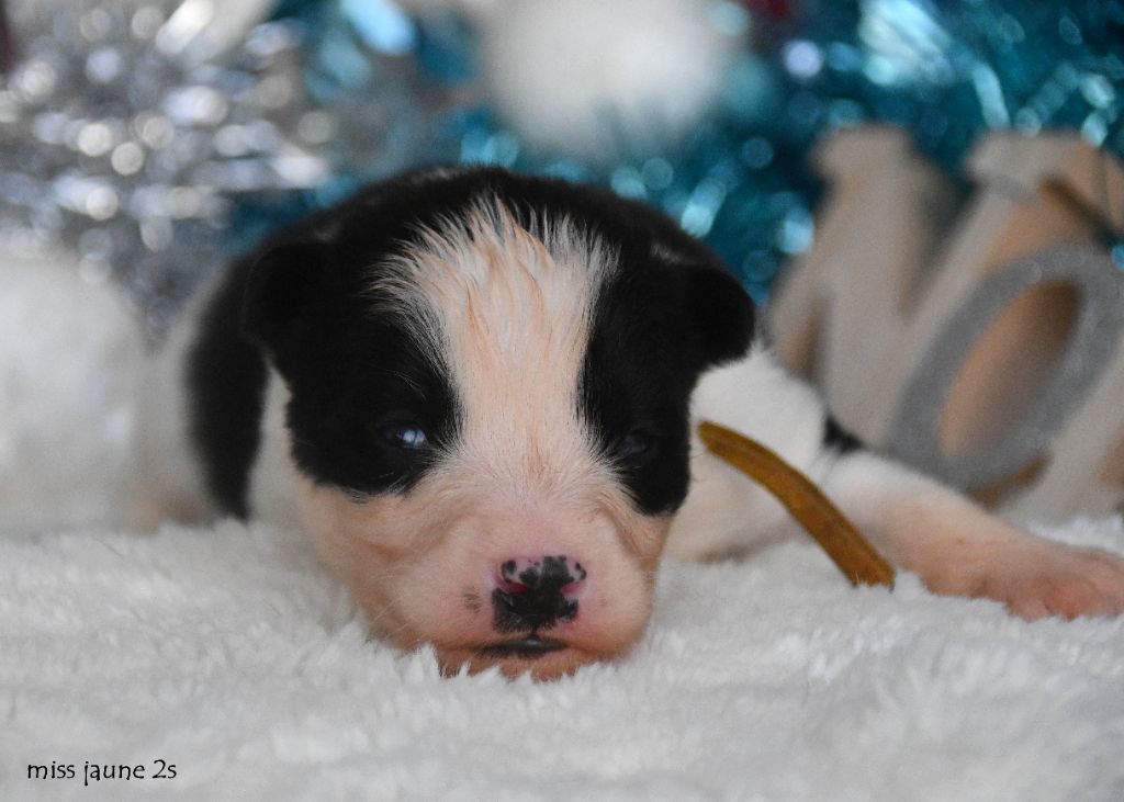 des Legendes de Retz - Chiots disponibles - Laika de iakoutie