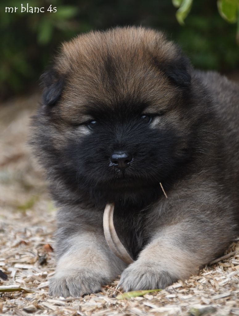 des Legendes de Retz - Eurasier - Portée née le 23/06/2025