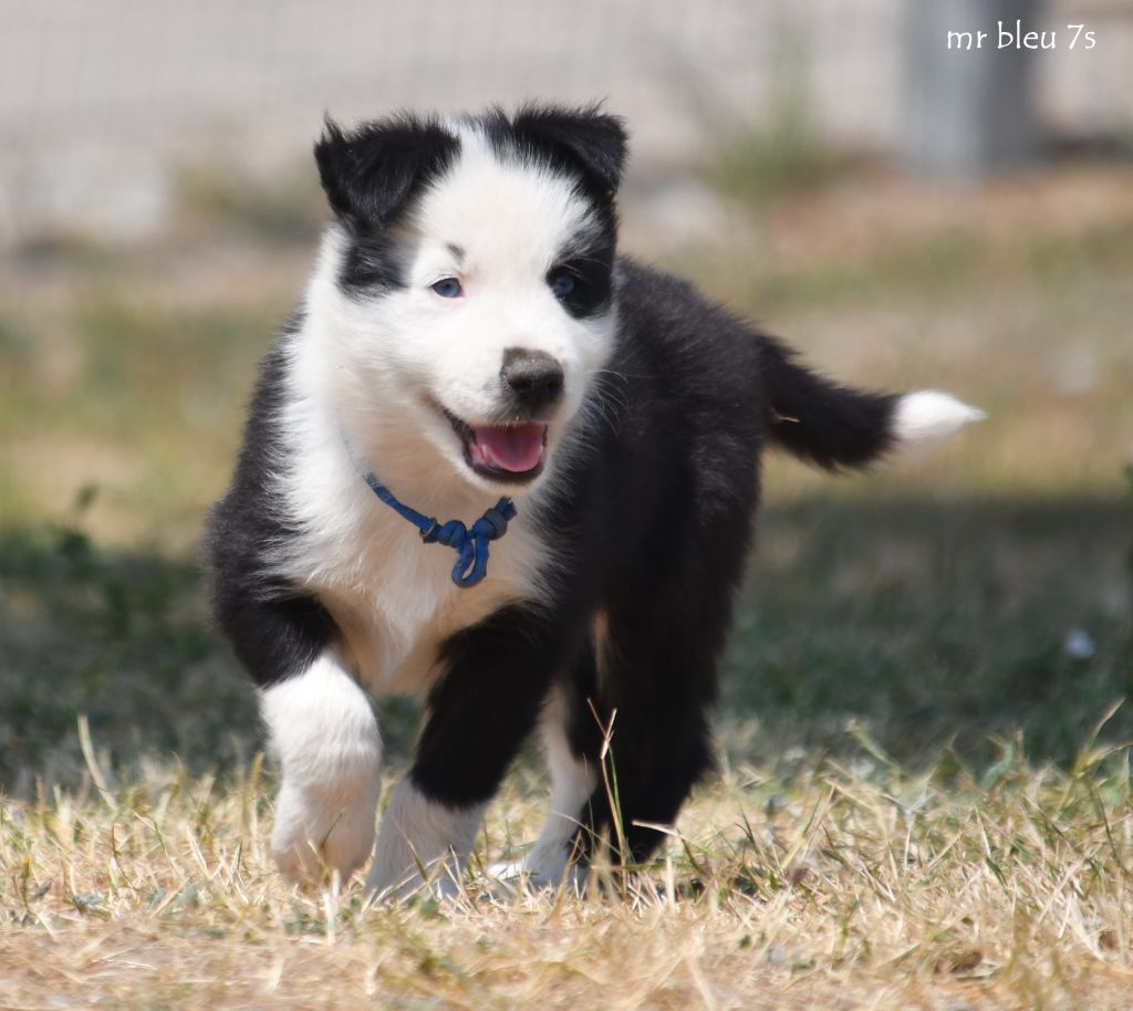 des Legendes de Retz - Chiots disponibles - Laika de iakoutie