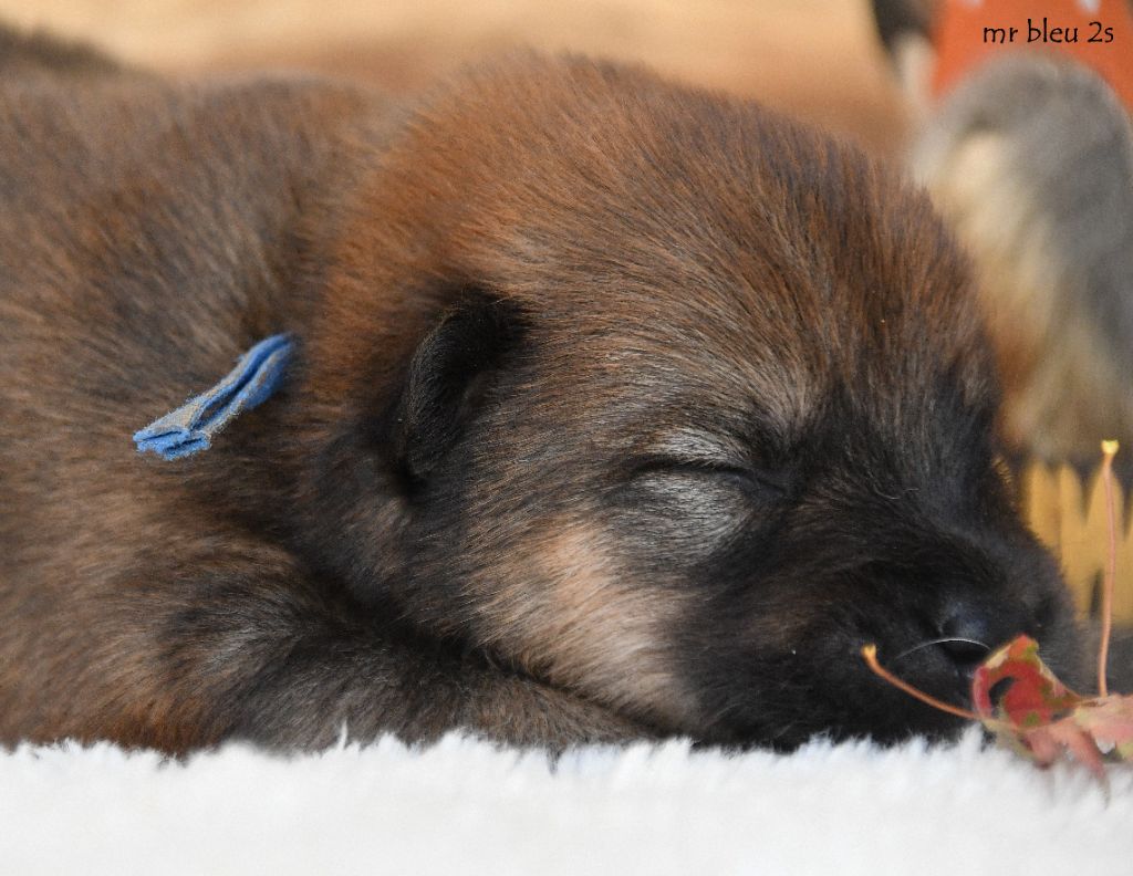 des Legendes de Retz - Chiots disponibles - Eurasier