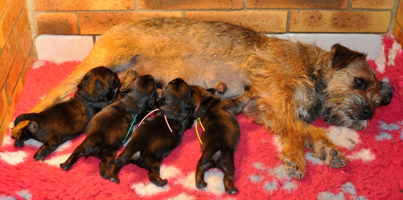 des Legendes de Retz - Border Terrier - Portée née le 01/08/2011