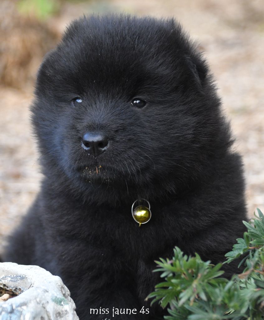 des Legendes de Retz - Chiots disponibles - Eurasier