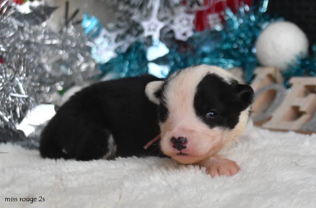 des Legendes de Retz - Chiots disponibles - Laika de iakoutie