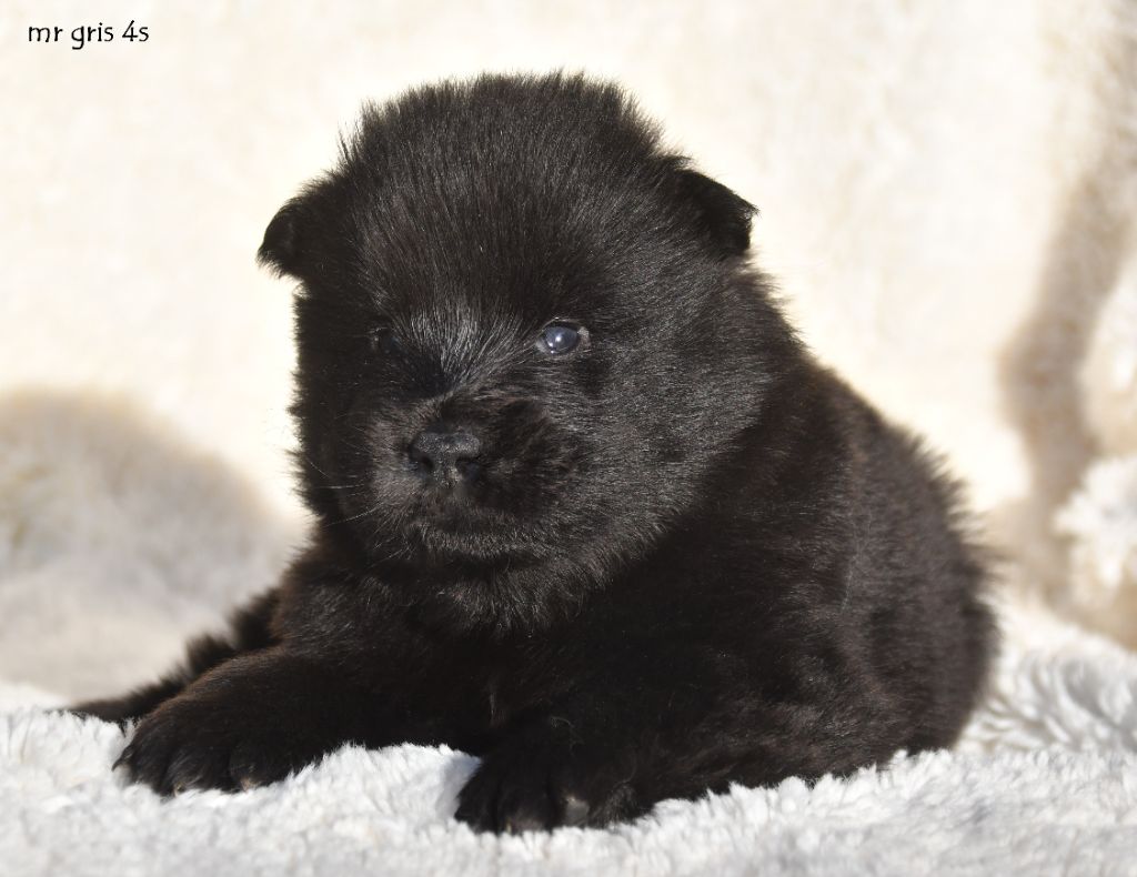 des Legendes de Retz - Chiots disponibles - Eurasier