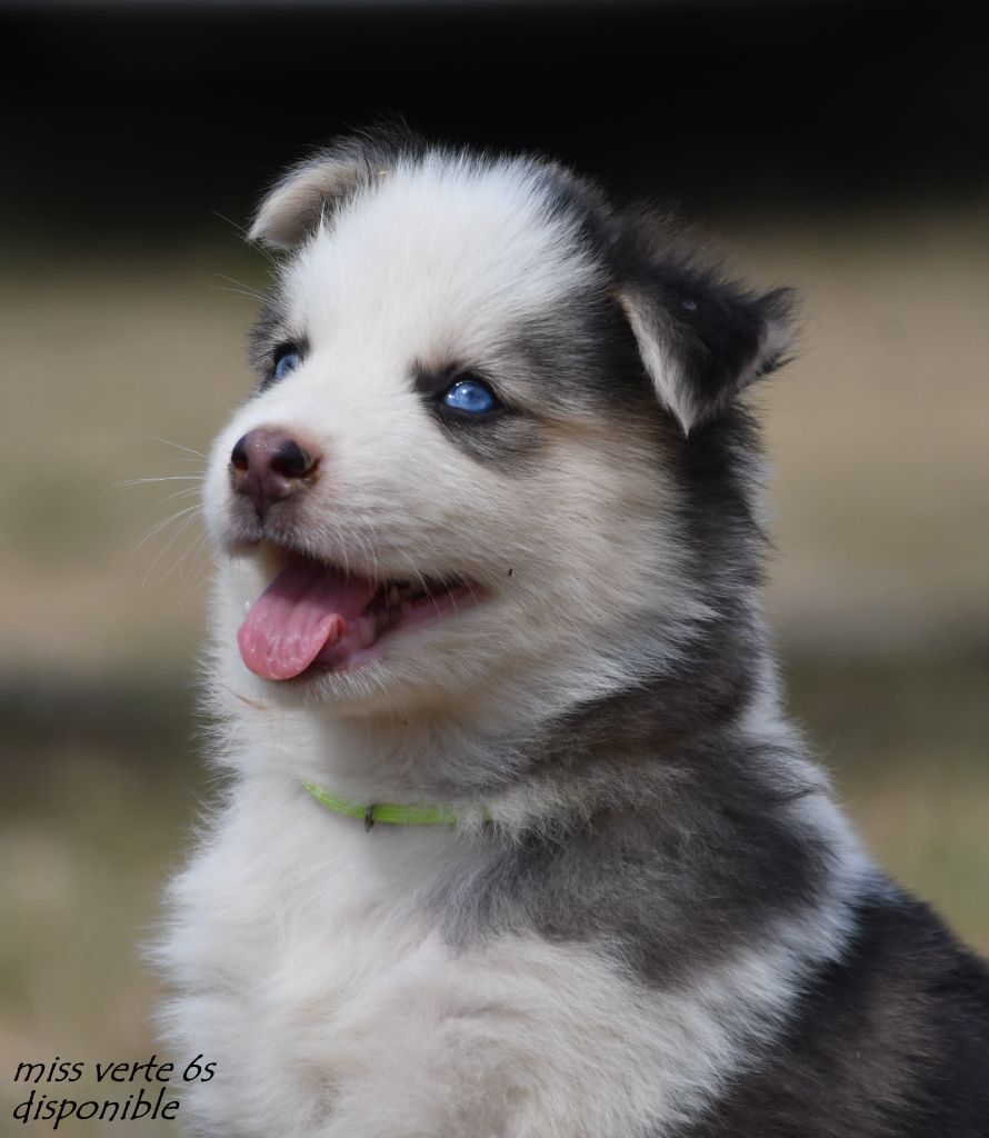 des Legendes de Retz - Chiots disponibles - Laika de iakoutie