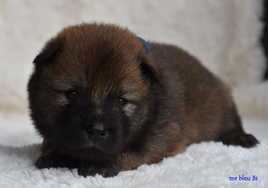 des Legendes de Retz - Chiots disponibles - Eurasier