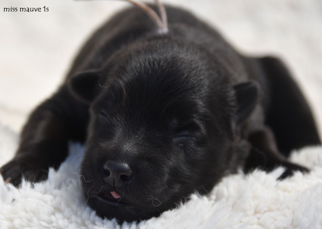 des Legendes de Retz - Chiots disponibles - Eurasier