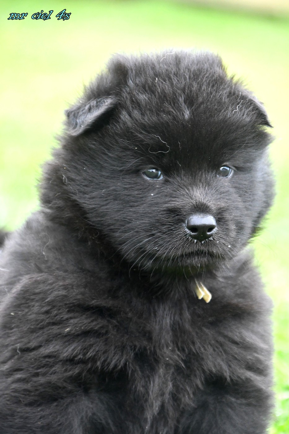 des Legendes de Retz - Chiots disponibles - Eurasier