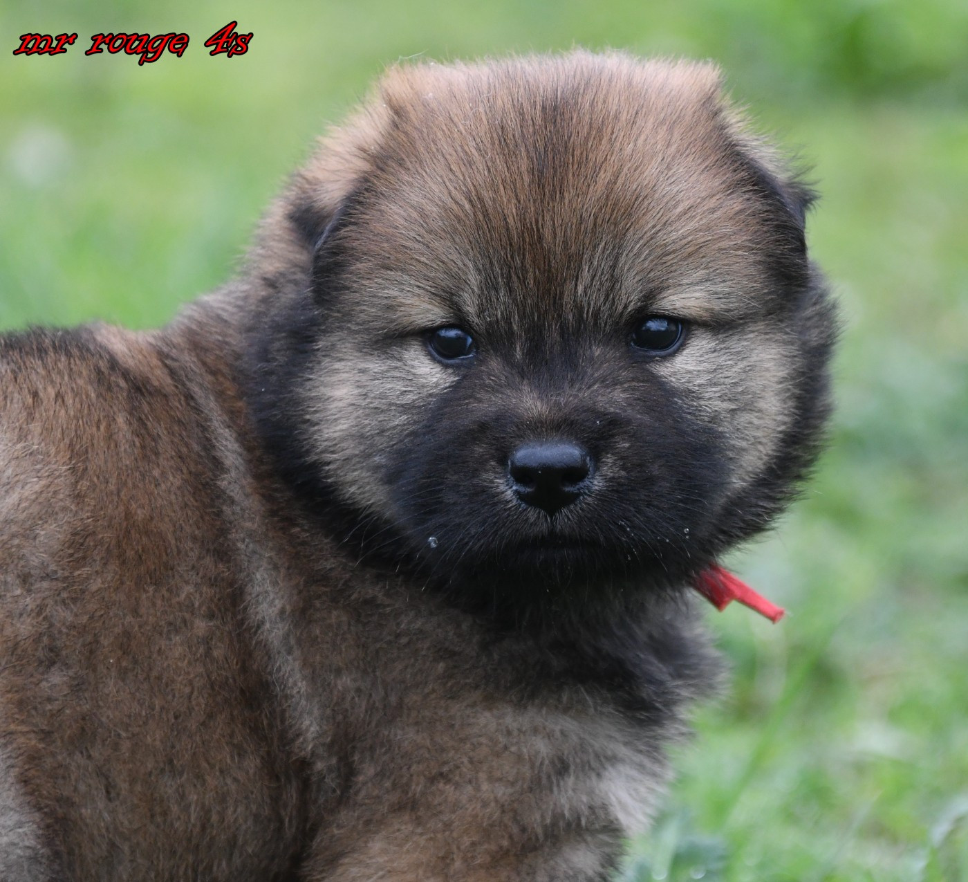 des Legendes de Retz - Chiots disponibles - Eurasier