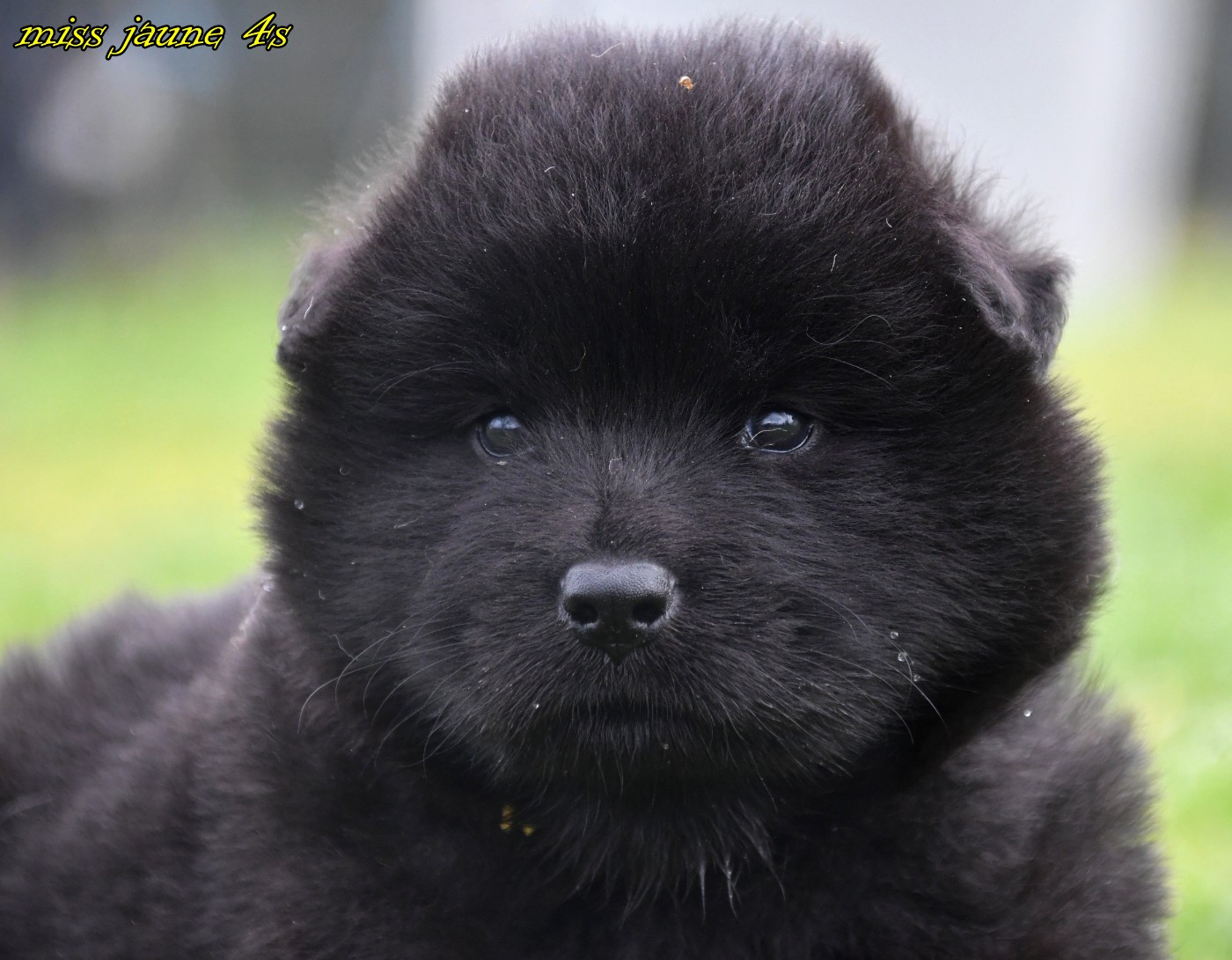 des Legendes de Retz - Chiots disponibles - Eurasier