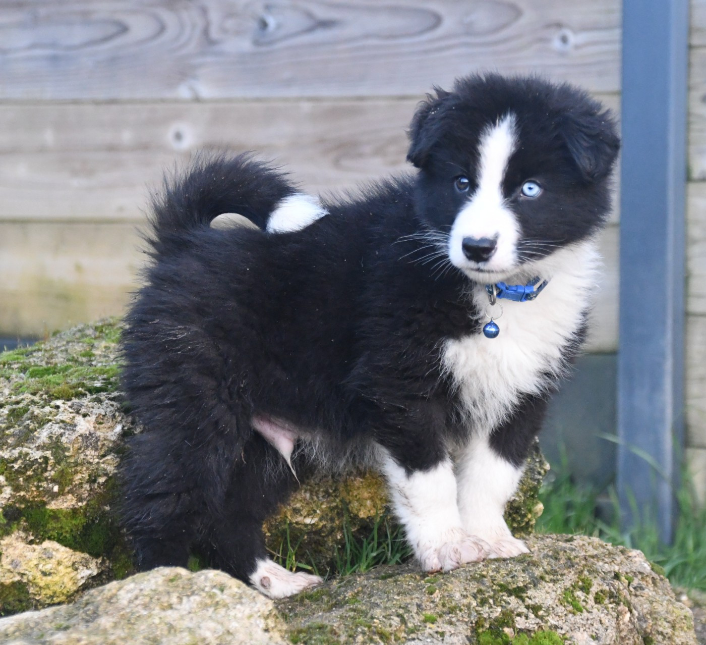 des Legendes de Retz - Chiots disponibles - Laika de iakoutie