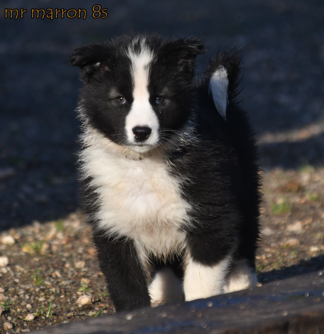 des Legendes de Retz - Chiots disponibles - Laika de iakoutie