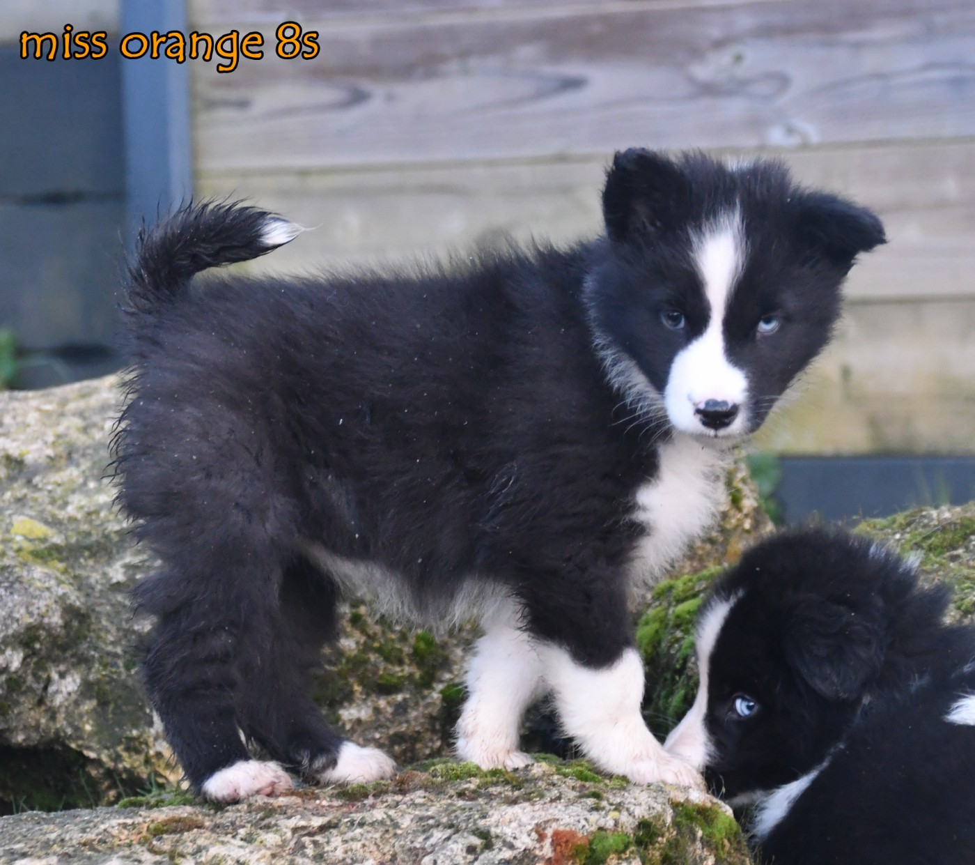 des Legendes de Retz - Chiots disponibles - Laika de iakoutie