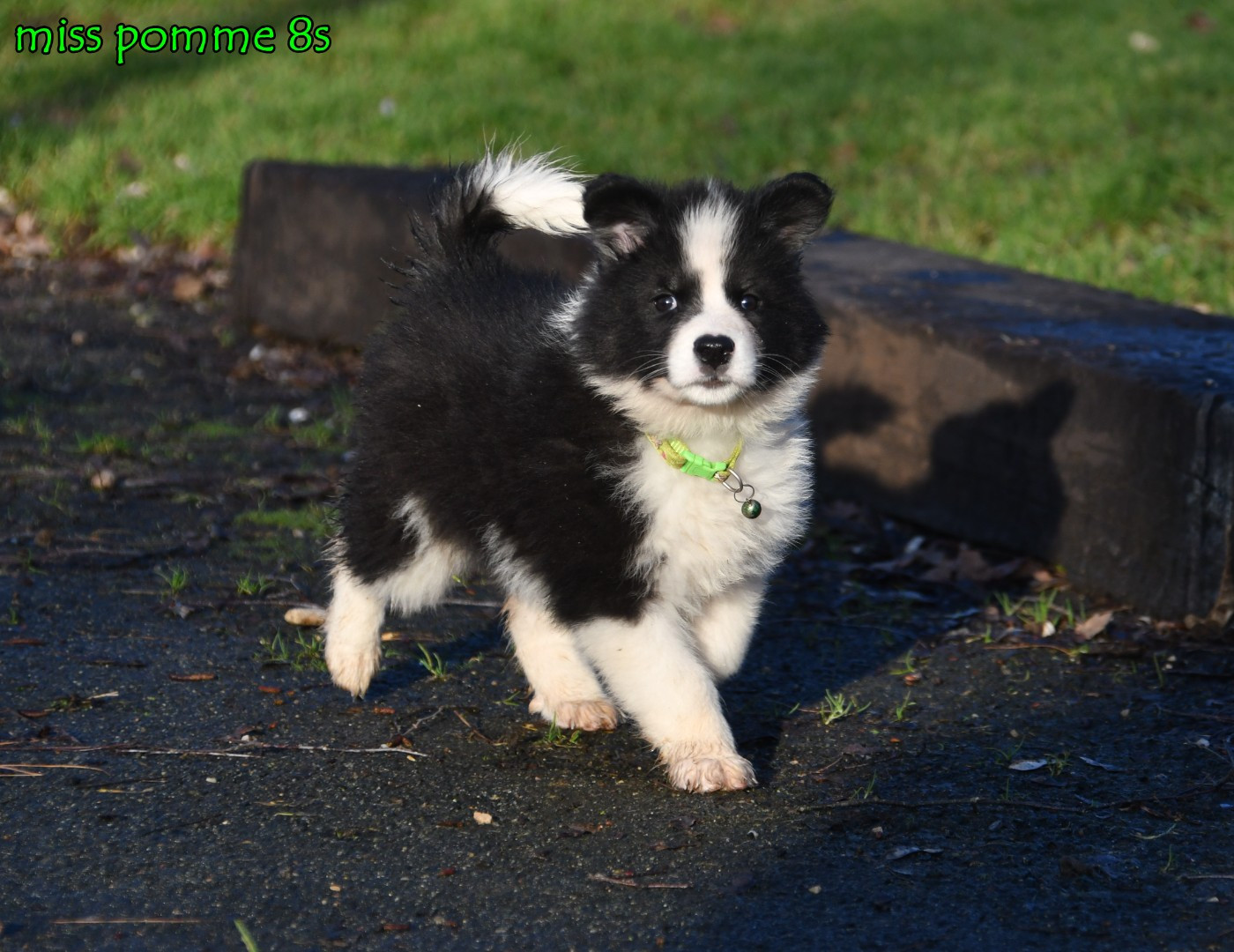 des Legendes de Retz - Chiots disponibles - Laika de iakoutie