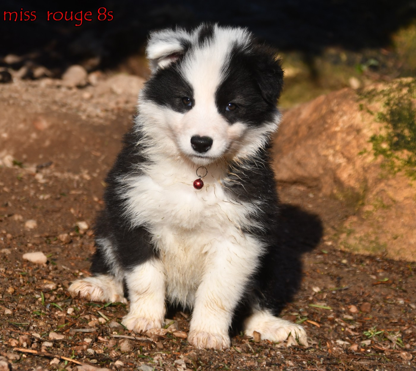 des Legendes de Retz - Chiots disponibles - Laika de iakoutie