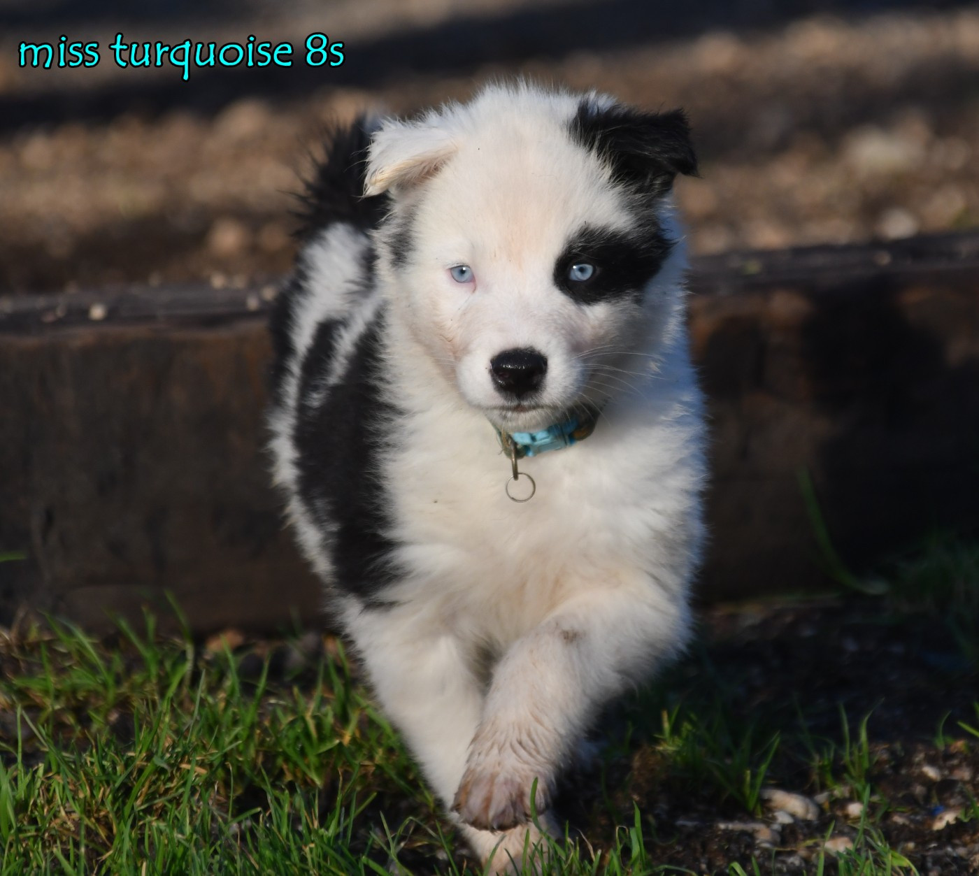 des Legendes de Retz - Chiots disponibles - Laika de iakoutie
