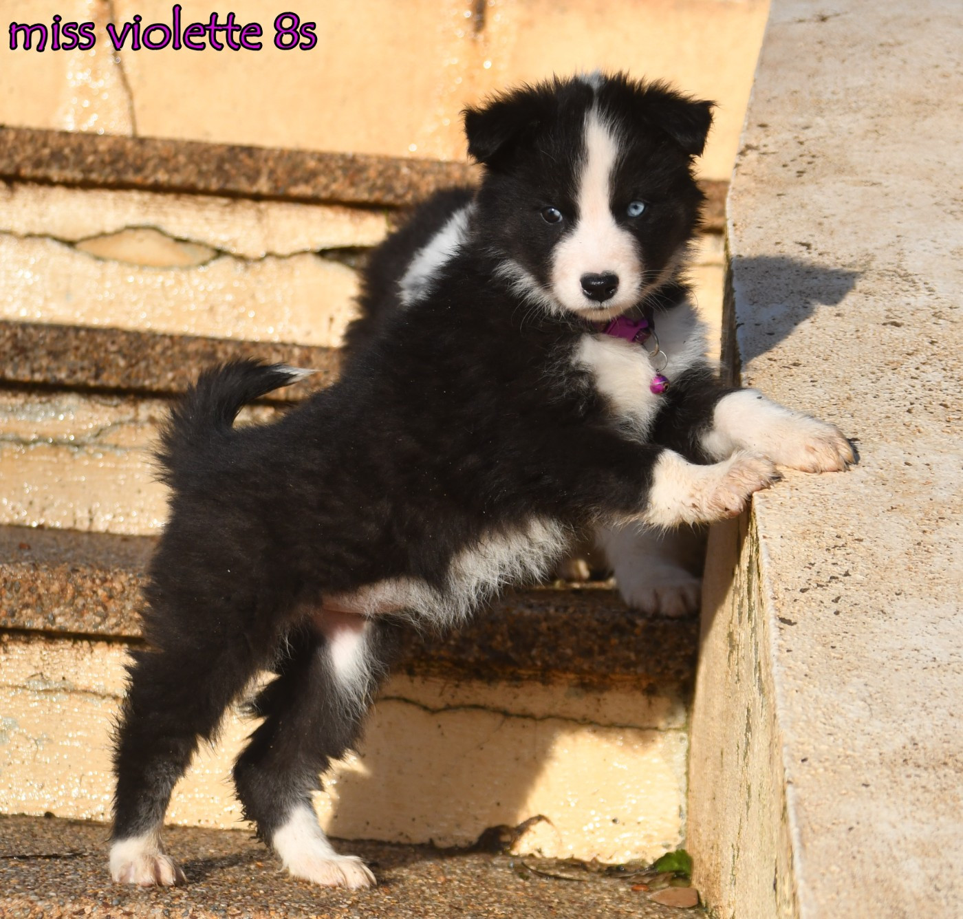 des Legendes de Retz - Chiots disponibles - Laika de iakoutie