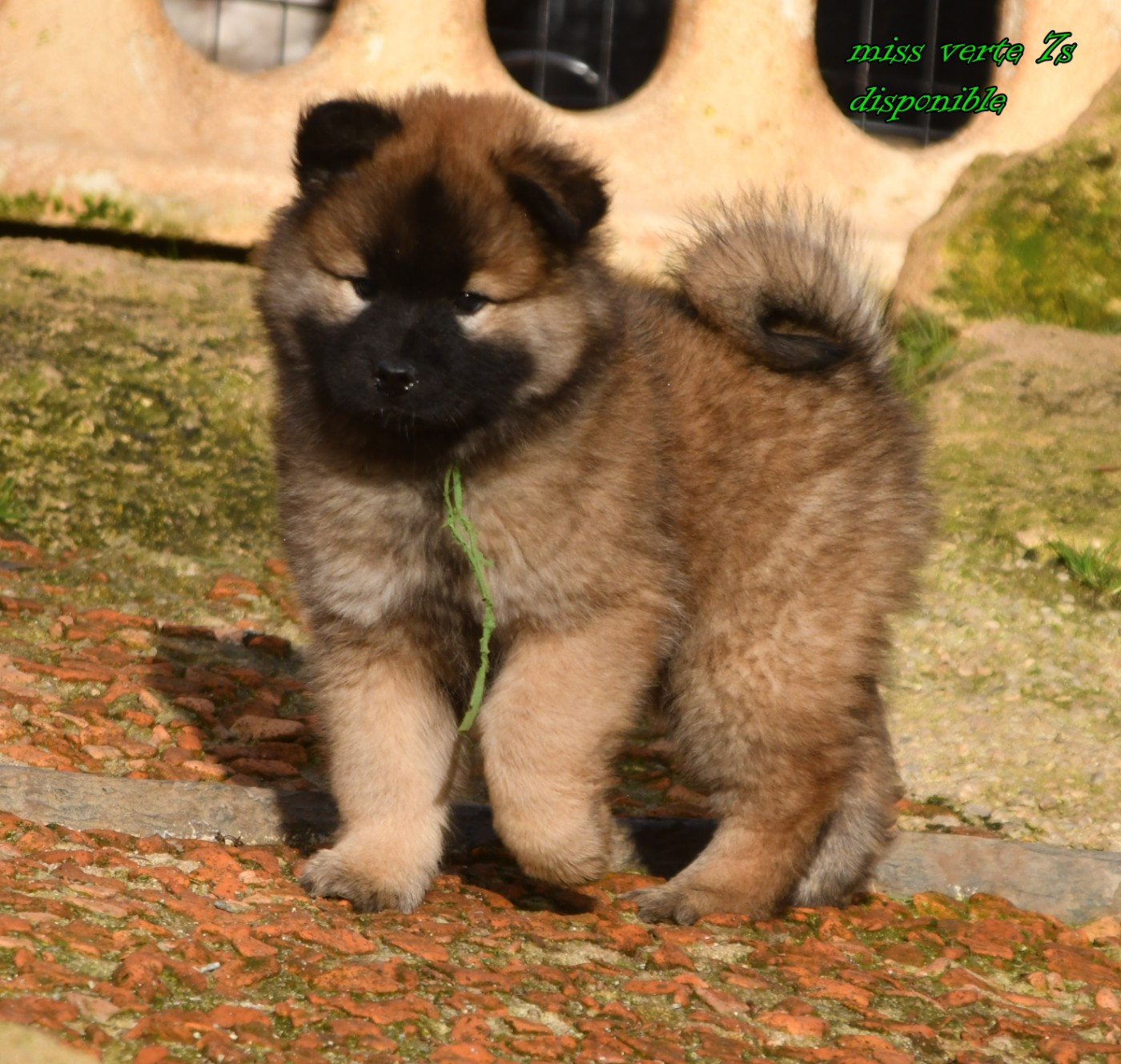 des Legendes de Retz - Chiots disponibles - Eurasier