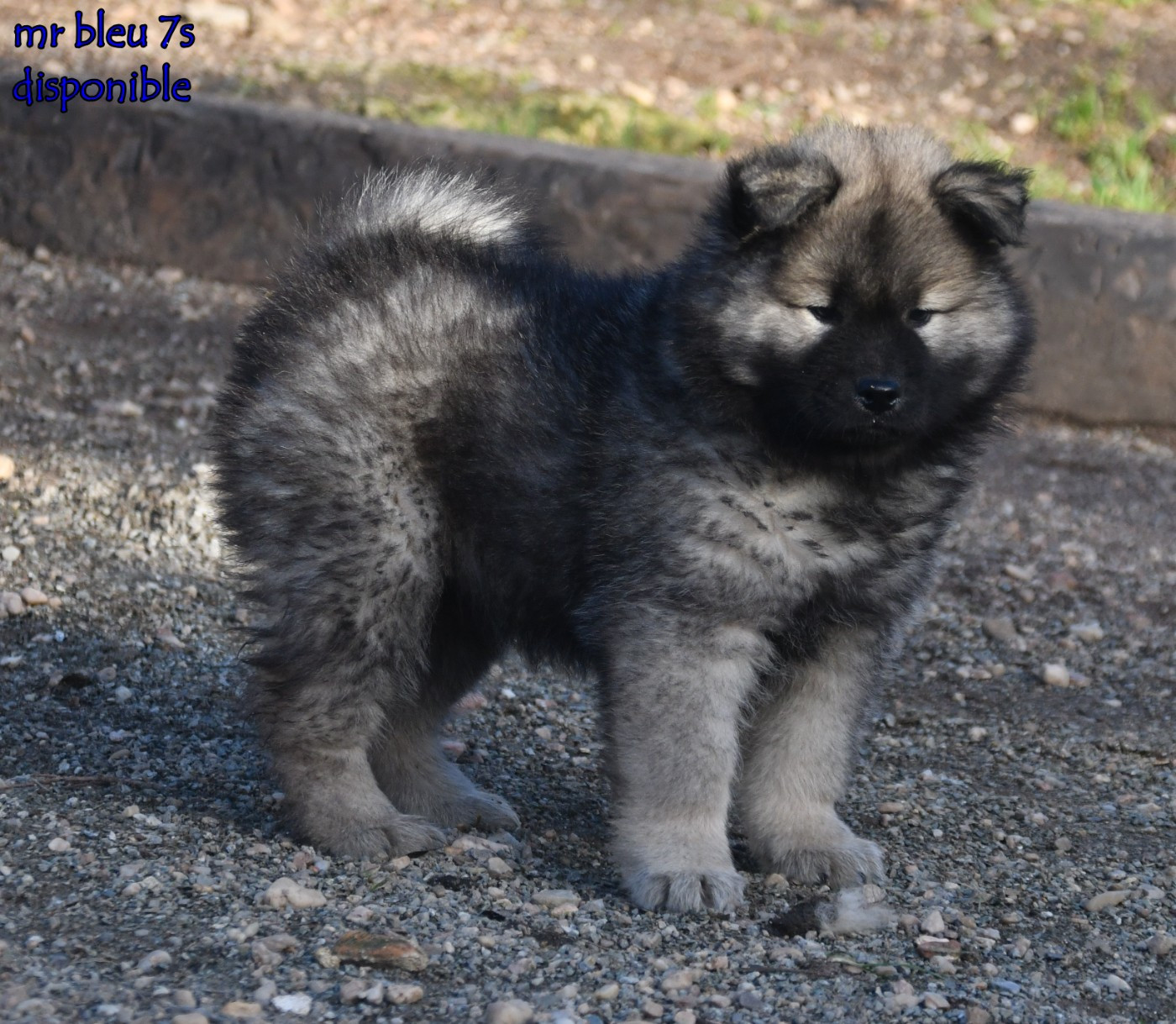 des Legendes de Retz - Chiots disponibles - Eurasier