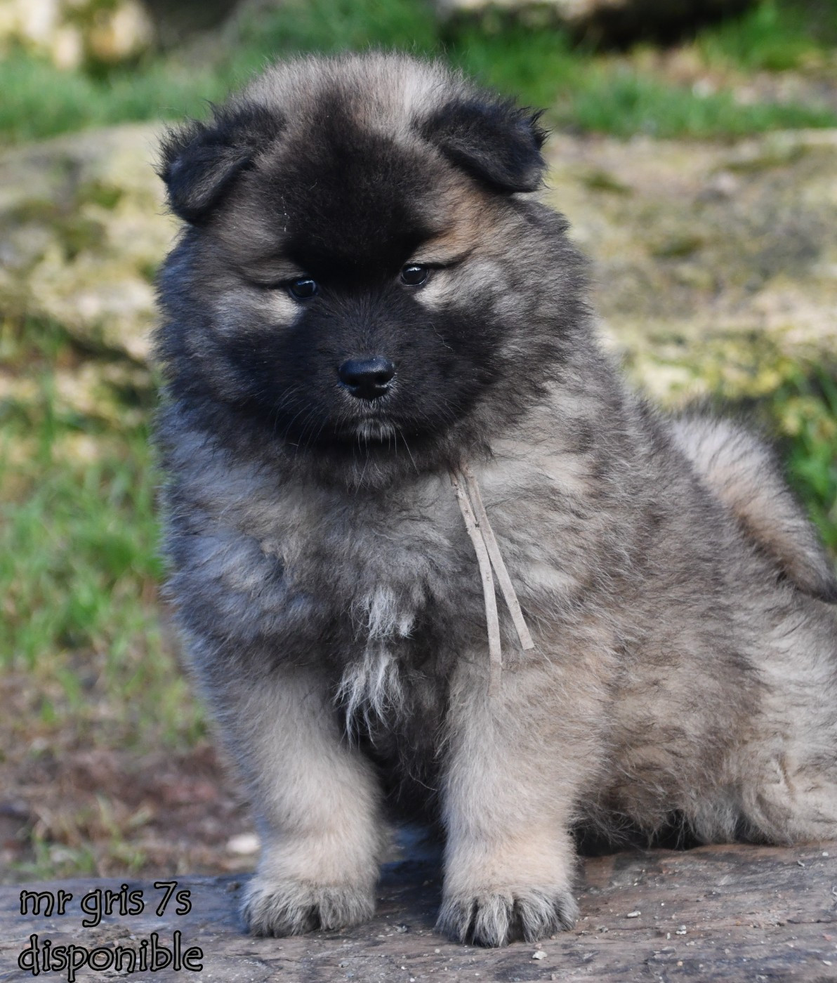des Legendes de Retz - Chiots disponibles - Eurasier