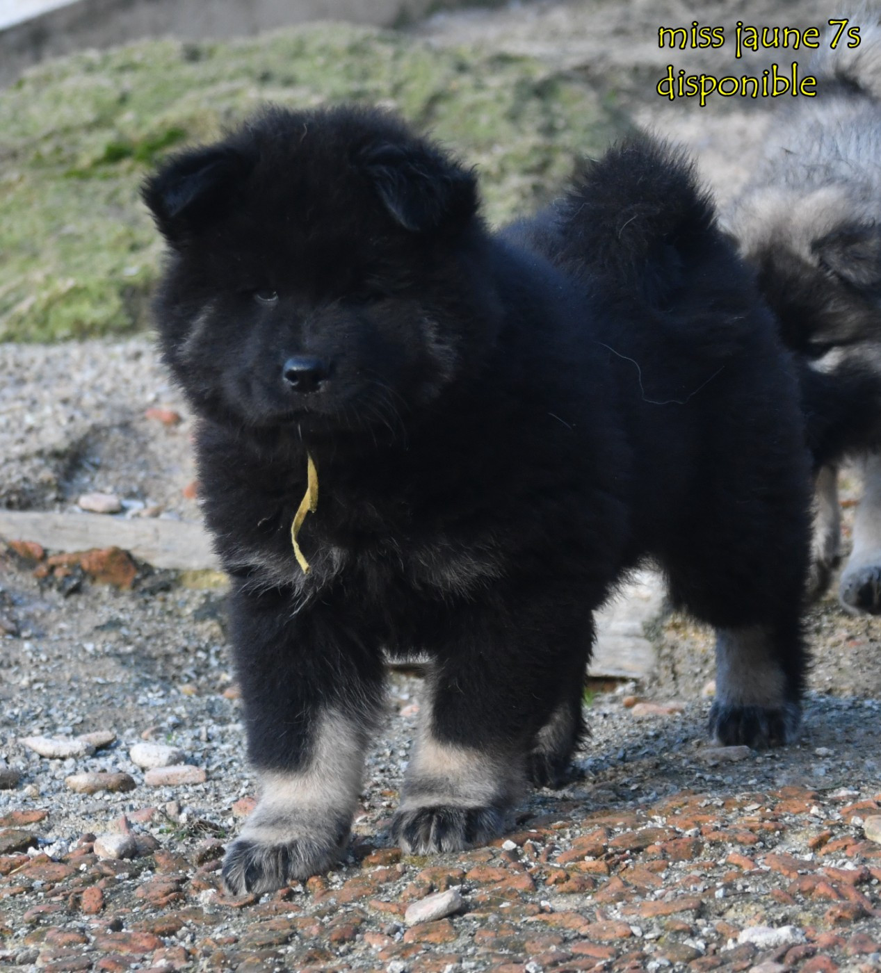 des Legendes de Retz - Chiots disponibles - Eurasier