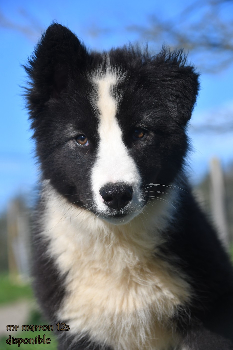 des Legendes de Retz - Chiots disponibles - Laika de iakoutie