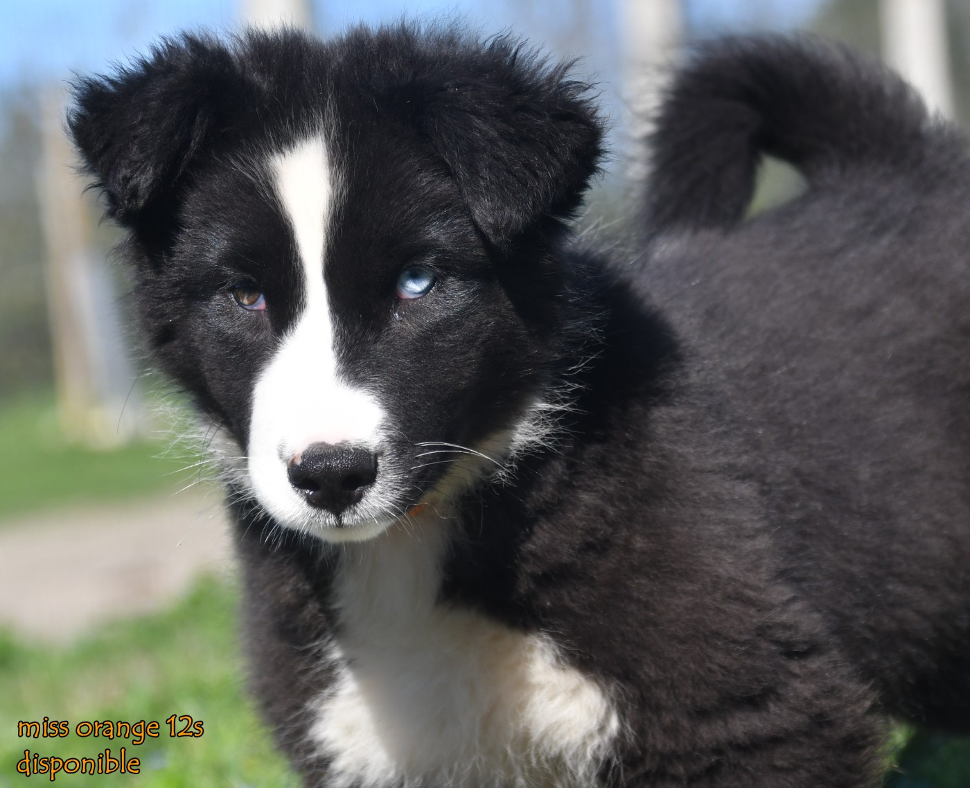 des Legendes de Retz - Chiots disponibles - Laika de iakoutie