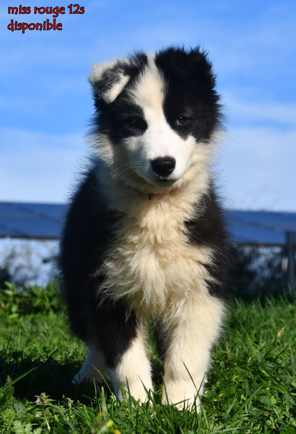 des Legendes de Retz - Chiots disponibles - Laika de iakoutie