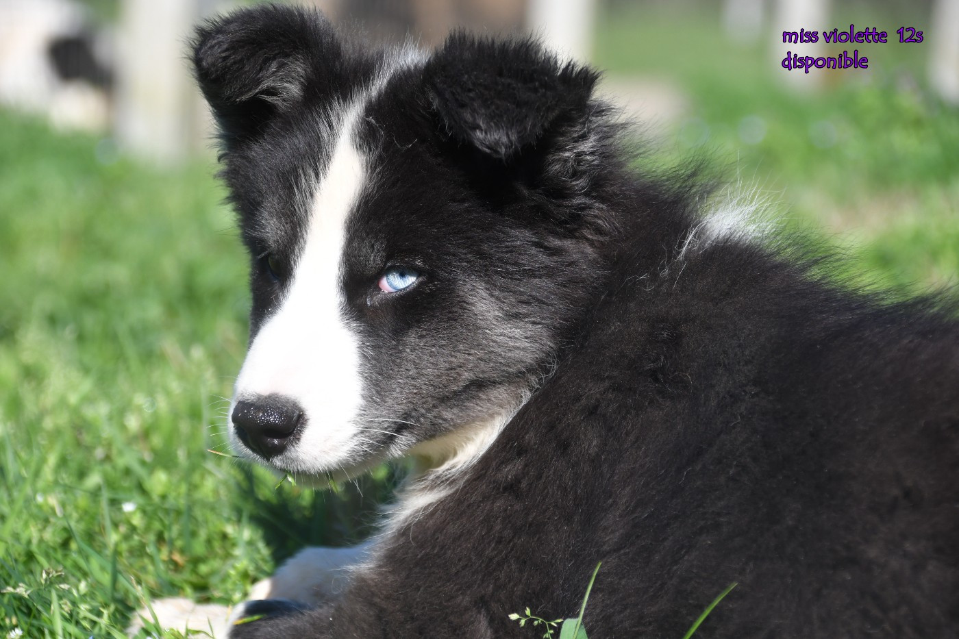 des Legendes de Retz - Chiots disponibles - Laika de iakoutie