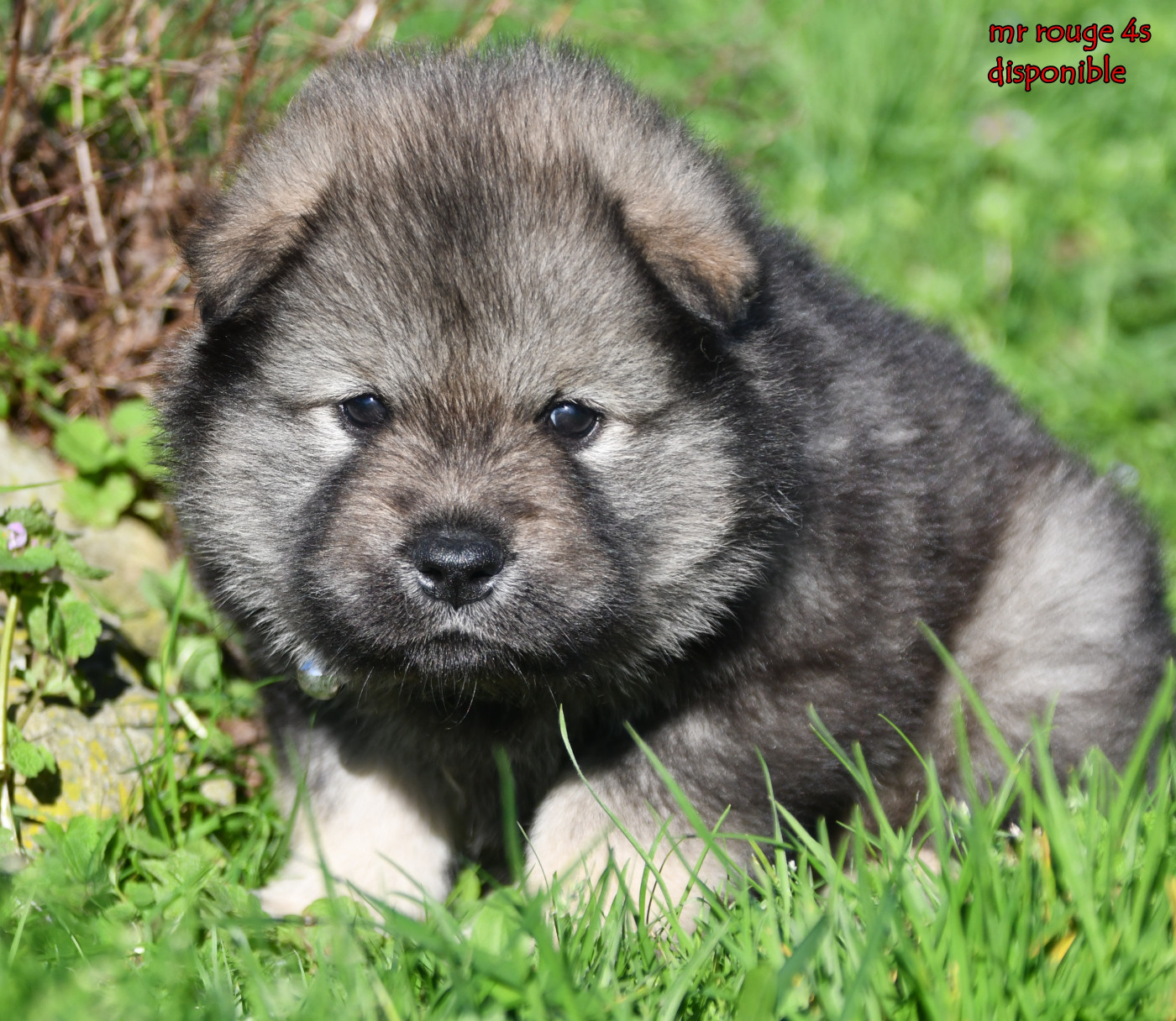 des Legendes de Retz - Chiots disponibles - Eurasier