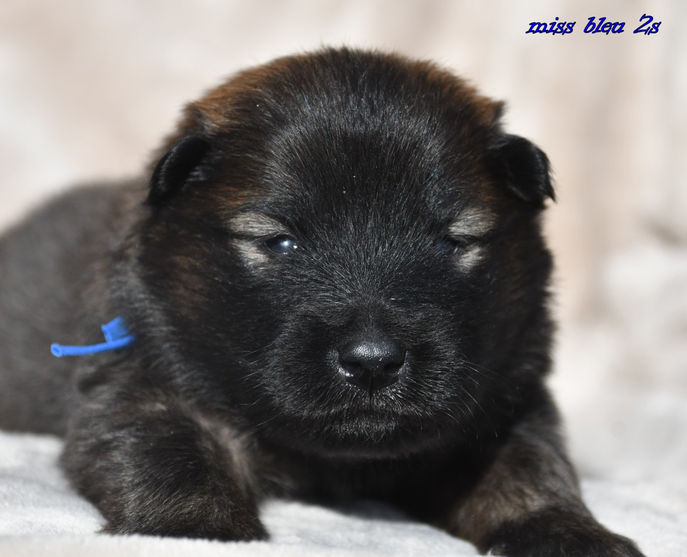 des Legendes de Retz - Chiots disponibles - Eurasier