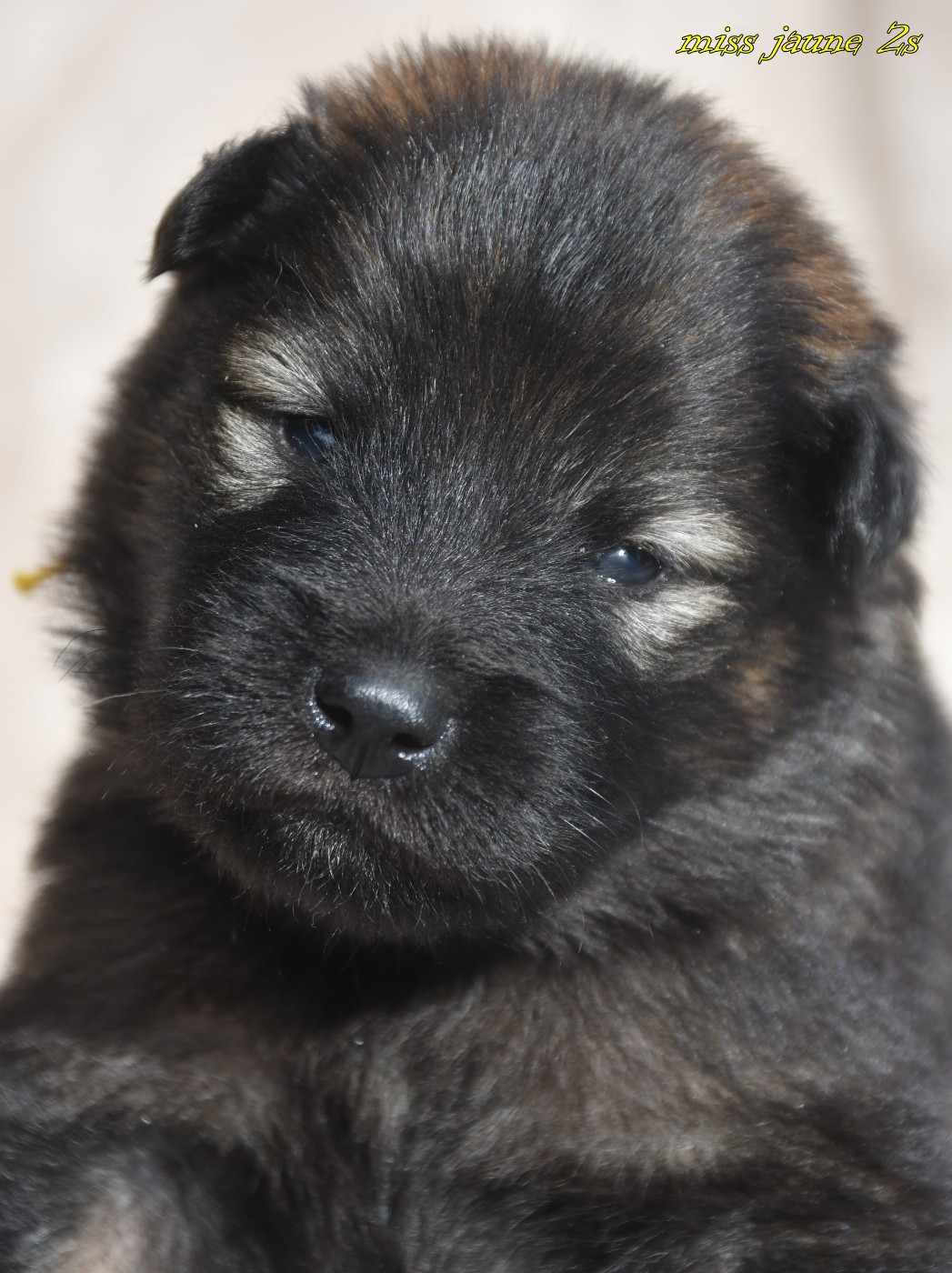 des Legendes de Retz - Chiots disponibles - Eurasier