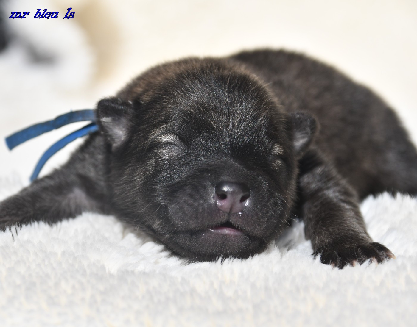 des Legendes de Retz - Chiots disponibles - Eurasier