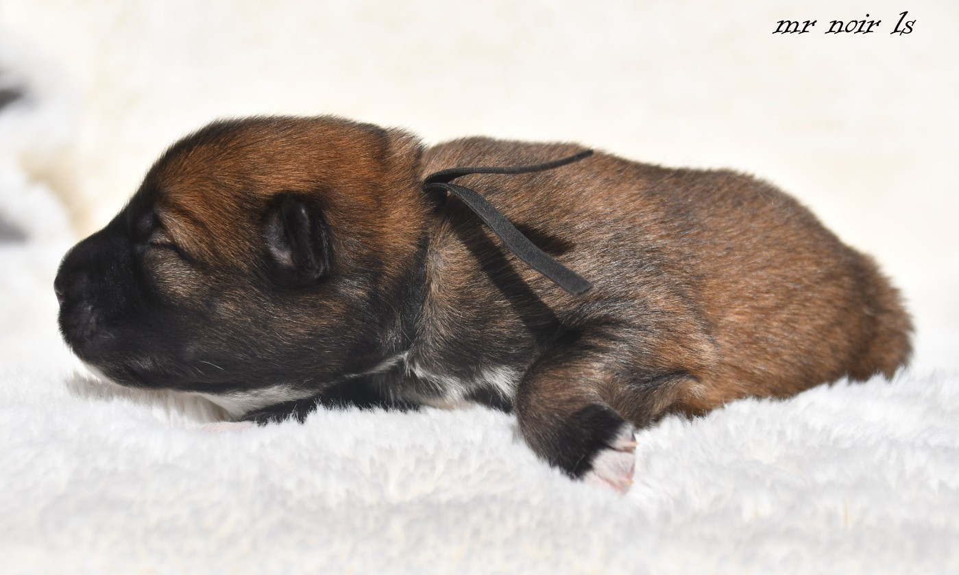 des Legendes de Retz - Chiots disponibles - Eurasier