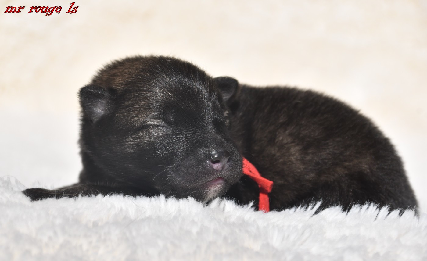 des Legendes de Retz - Chiots disponibles - Eurasier