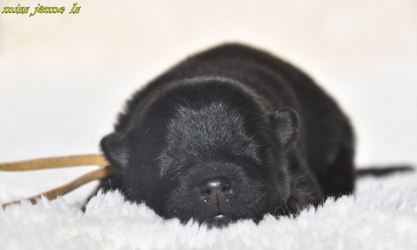 des Legendes de Retz - Chiots disponibles - Eurasier