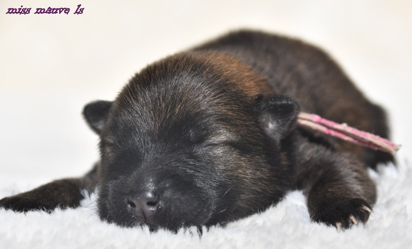 des Legendes de Retz - Chiots disponibles - Eurasier