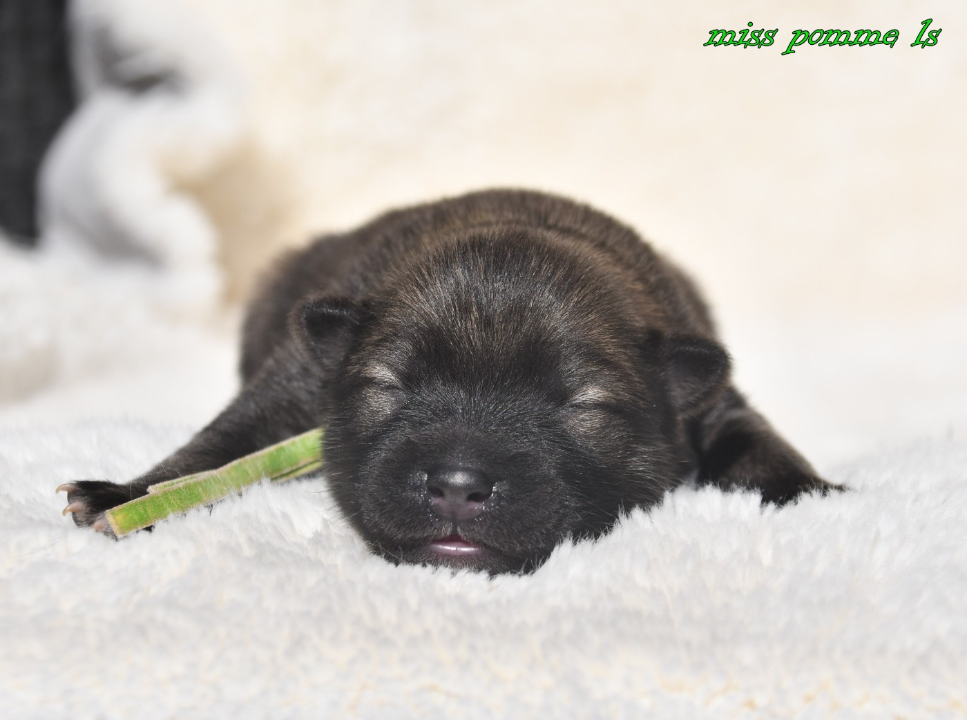 des Legendes de Retz - Chiots disponibles - Eurasier