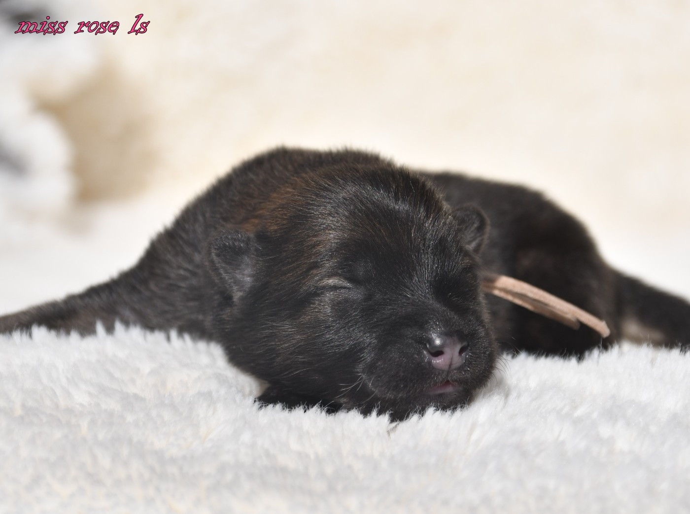 des Legendes de Retz - Chiots disponibles - Eurasier