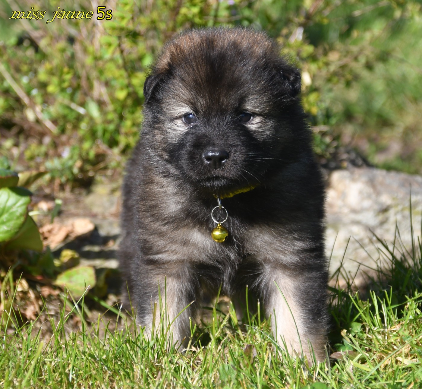 des Legendes de Retz - Chiots disponibles - Eurasier