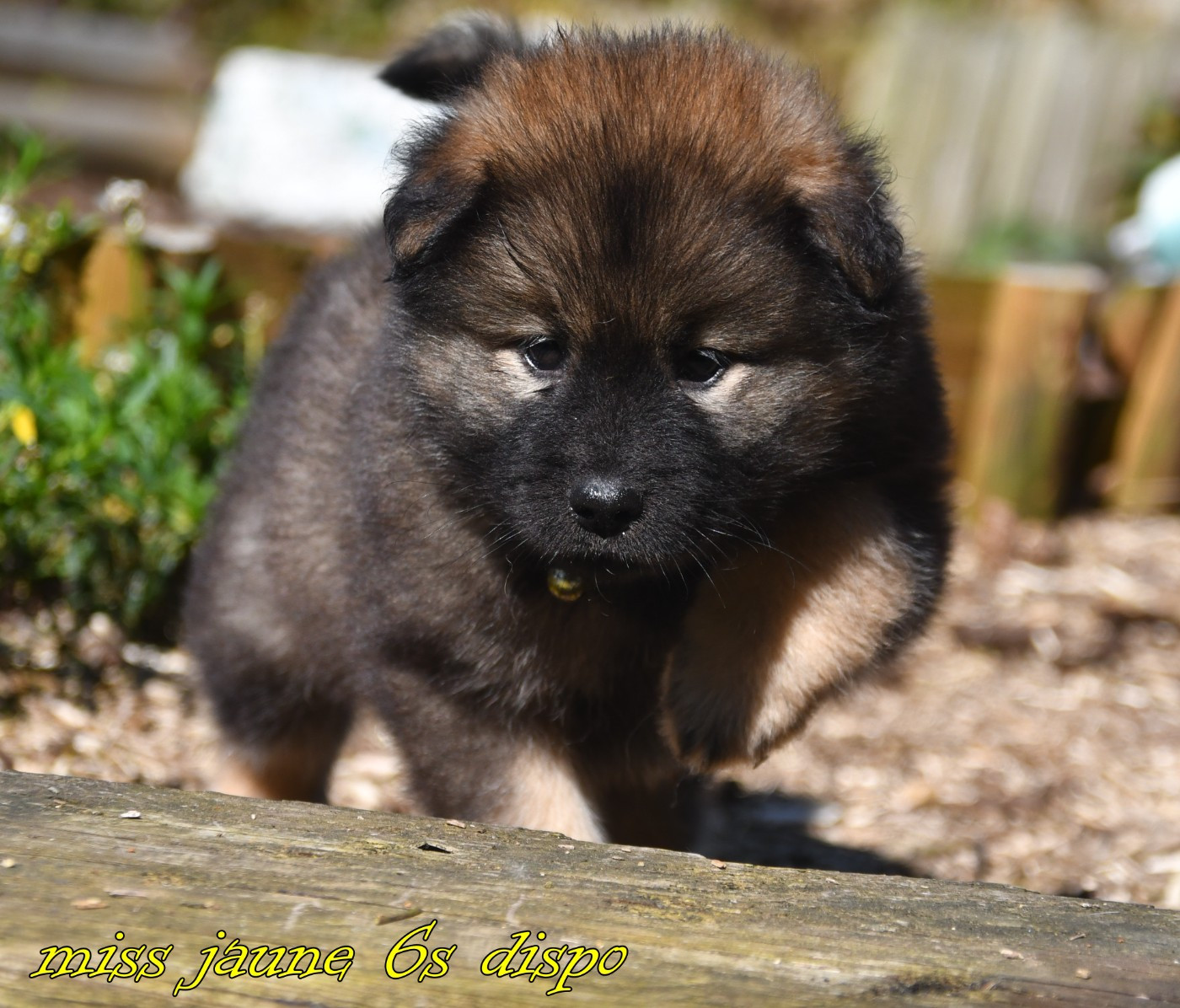 des Legendes de Retz - Chiots disponibles - Eurasier