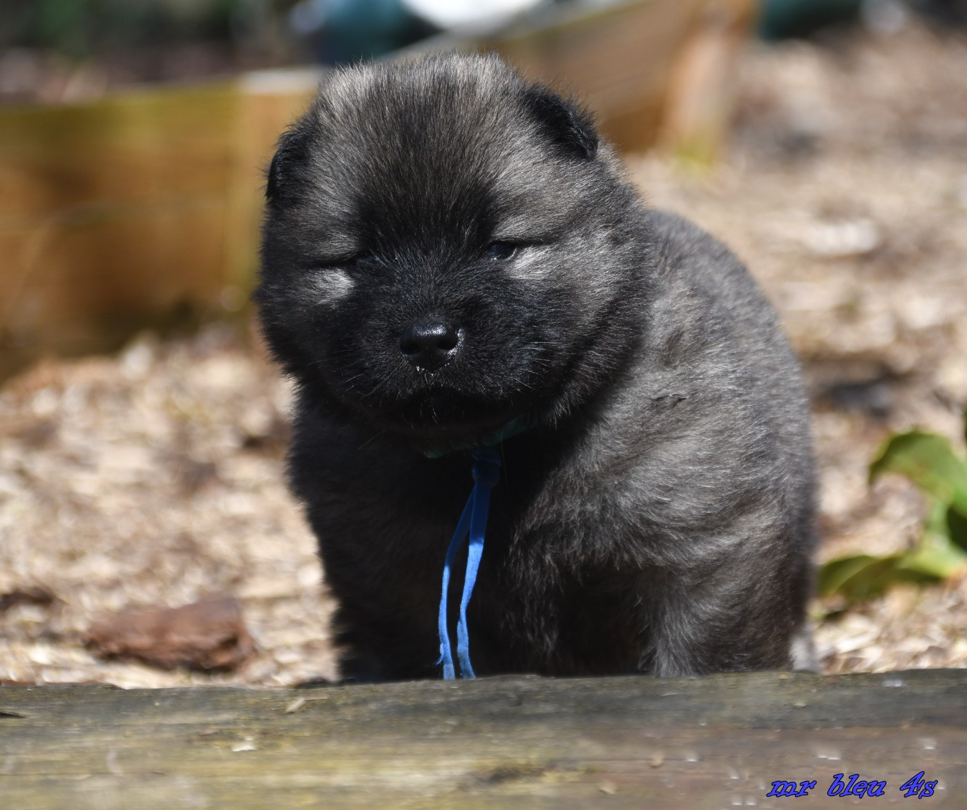 des Legendes de Retz - Eurasier - Portée née le 11/03/2026