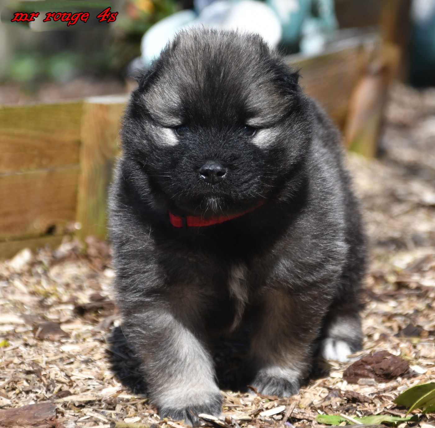 des Legendes de Retz - Chiots disponibles - Eurasier