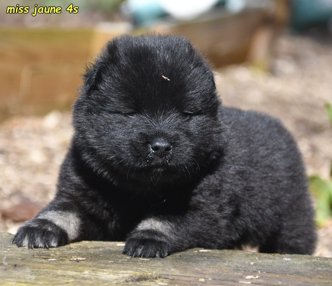 des Legendes de Retz - Chiots disponibles - Eurasier