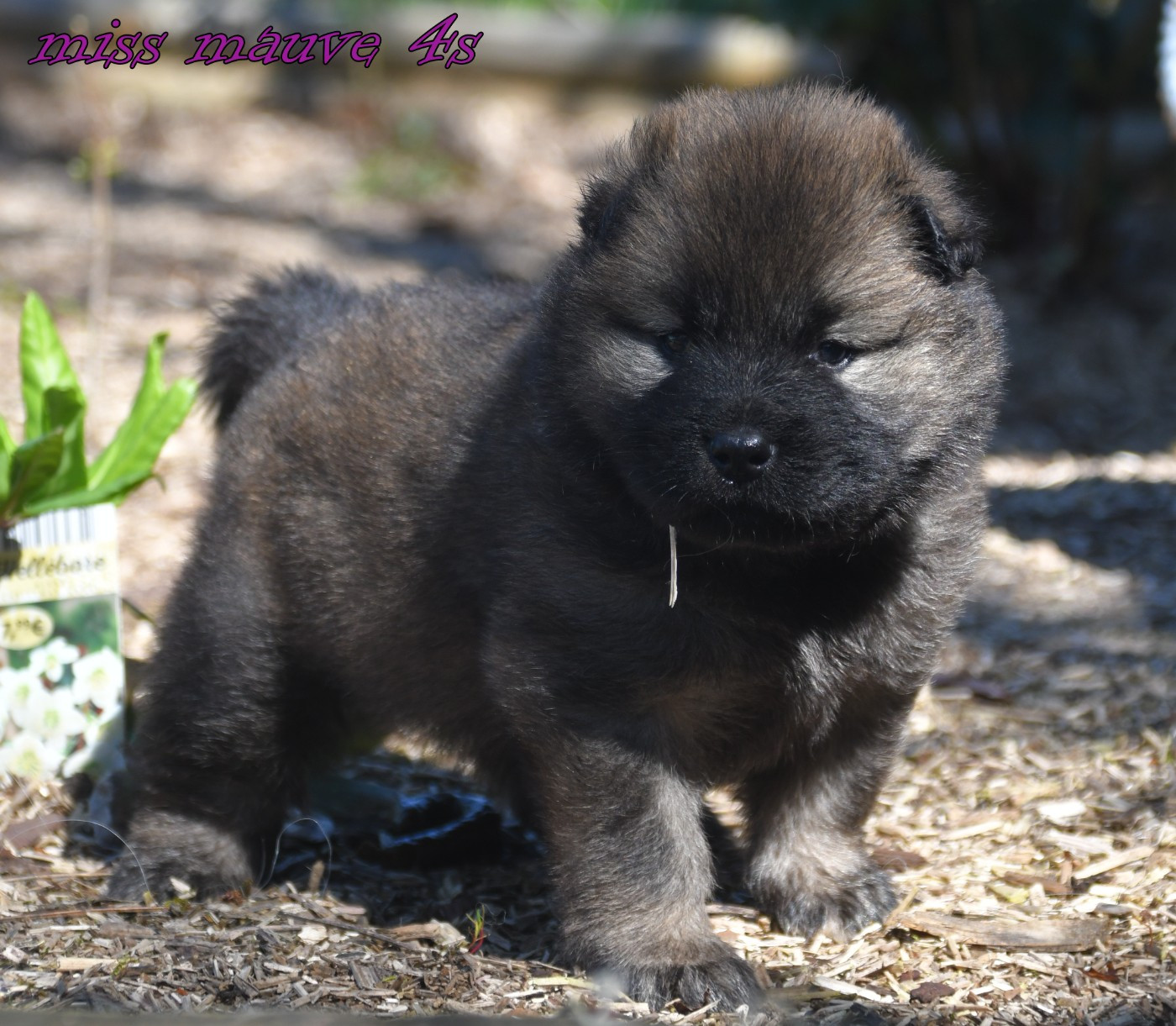 des Legendes de Retz - Chiots disponibles - Eurasier