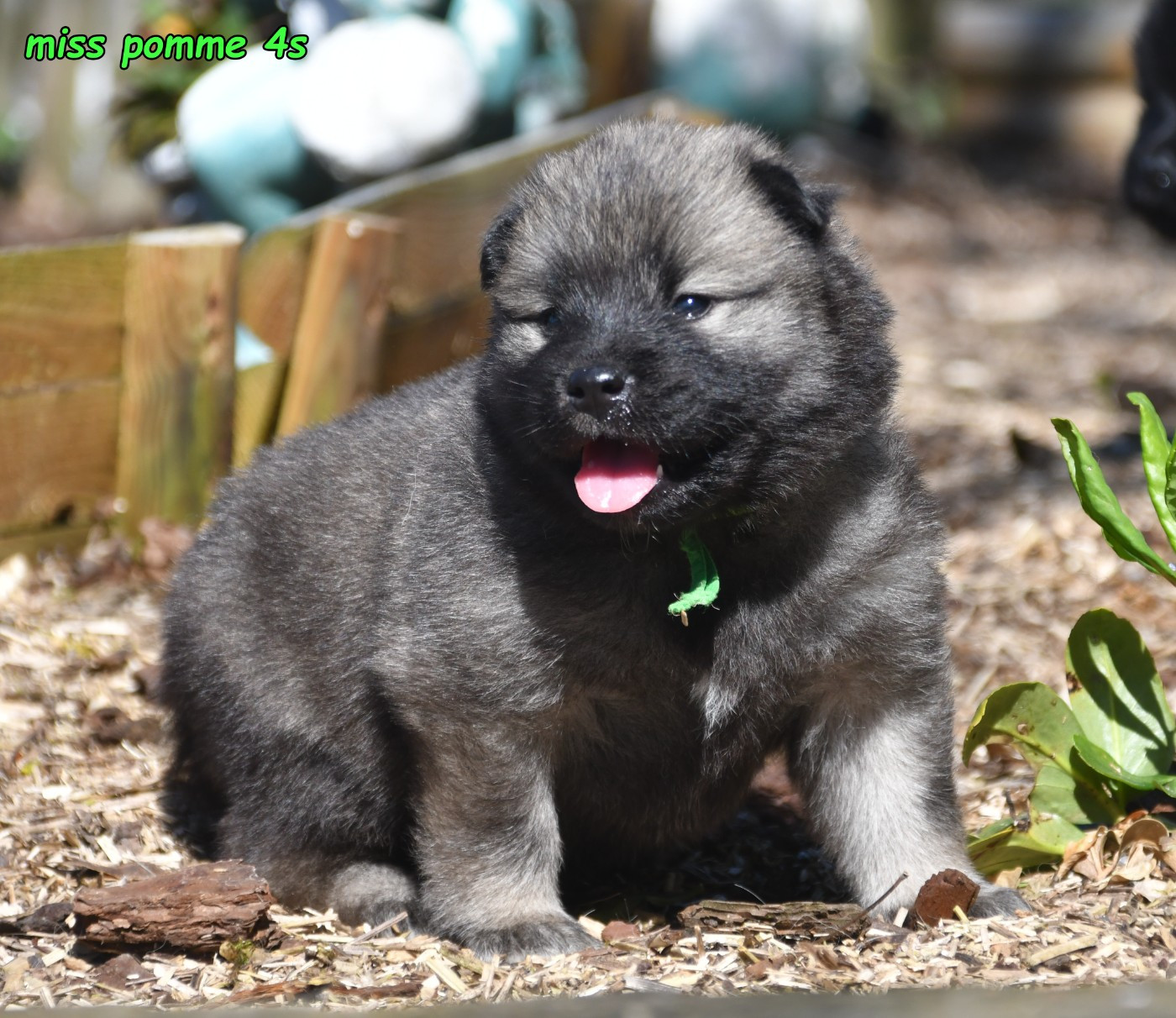 des Legendes de Retz - Chiots disponibles - Eurasier