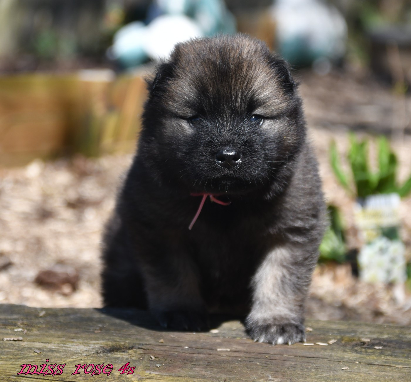 des Legendes de Retz - Chiots disponibles - Eurasier