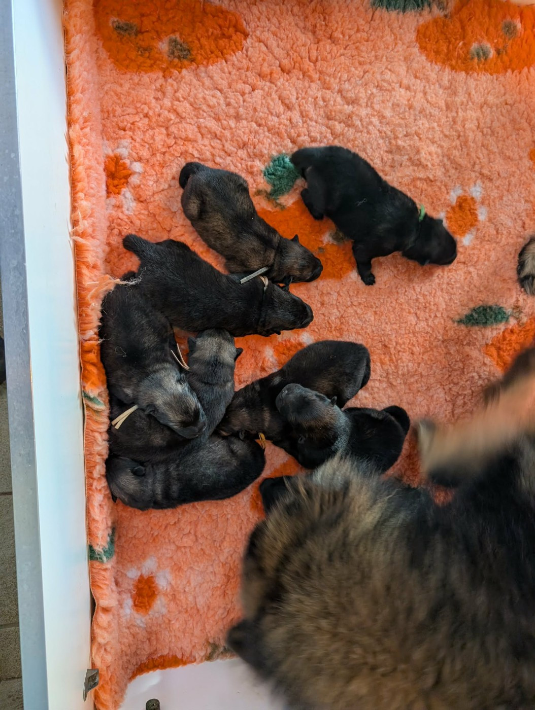 des Legendes de Retz - Eurasier - Portée née le 04/04/2026