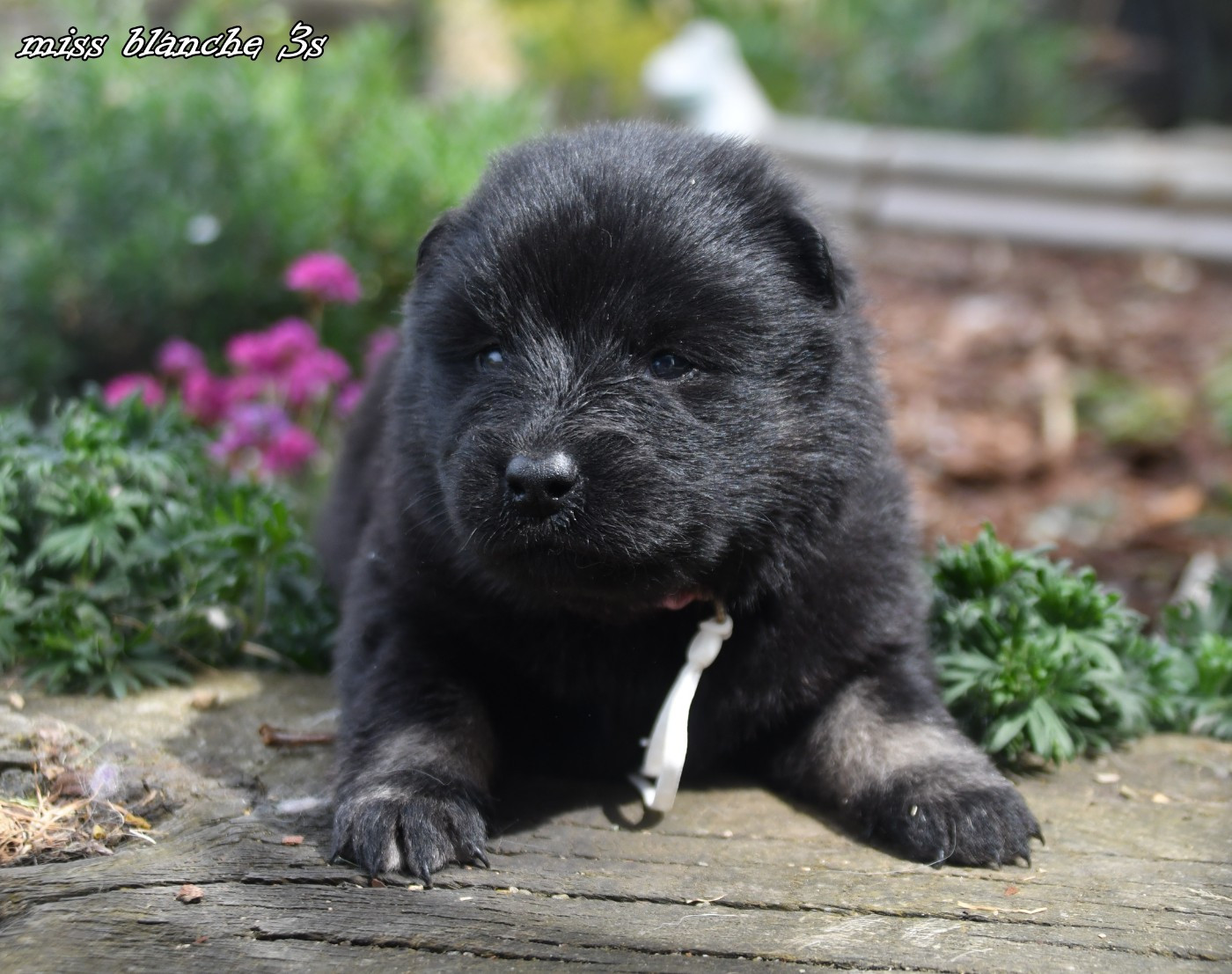 des Legendes de Retz - Chiots disponibles - Eurasier